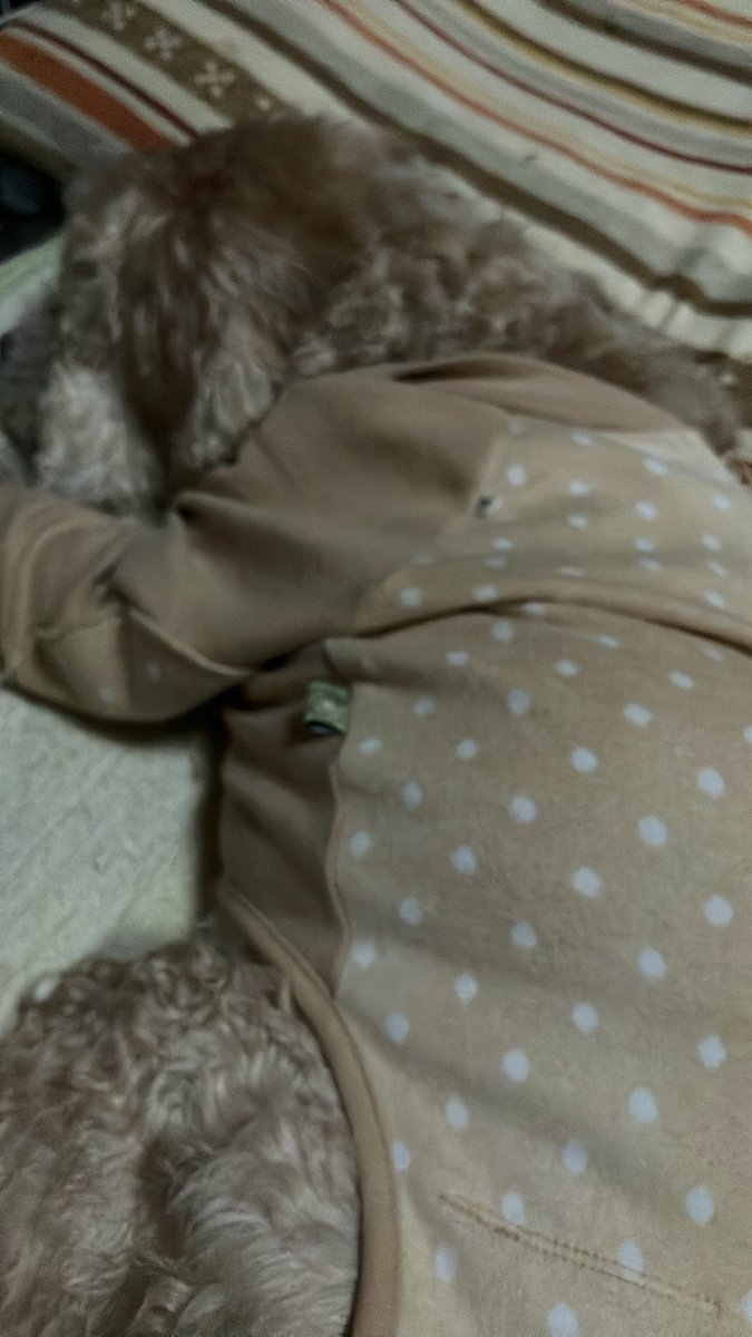 nk6loj's tweet photo. あ〜明日、病院付き添いやぁ
それ済んだら、転院と保健所
だっちゃん、下痢気味
ビオフェルミン飲ませて
ただ今、添い寝中
雨やし、買い物いけやんし
寝る〜コンビニで、お豆腐だけ
買ってこよ https://t.co/ViT3UQdFA1
