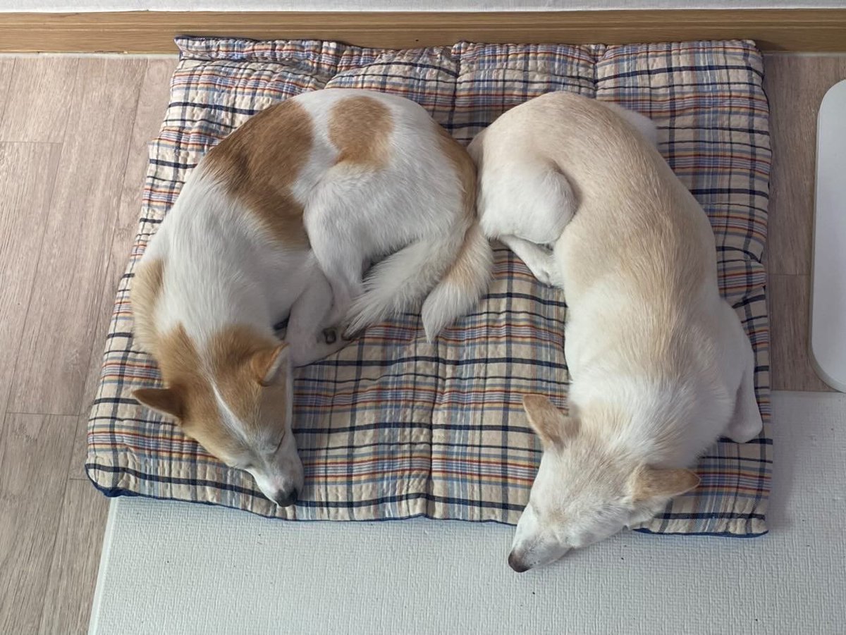 Bborizzobbori's tweet photo. @milolucky5 귀가 삐뚤어지게 놀고싶은 외향형강아지 뽀리(이지의 하숙선배)도 가겠습니다!!! https://t.co/uCPCeLoFxY