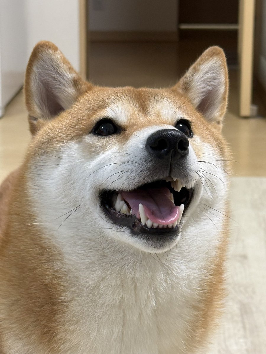 hamataro11chan tweet picture