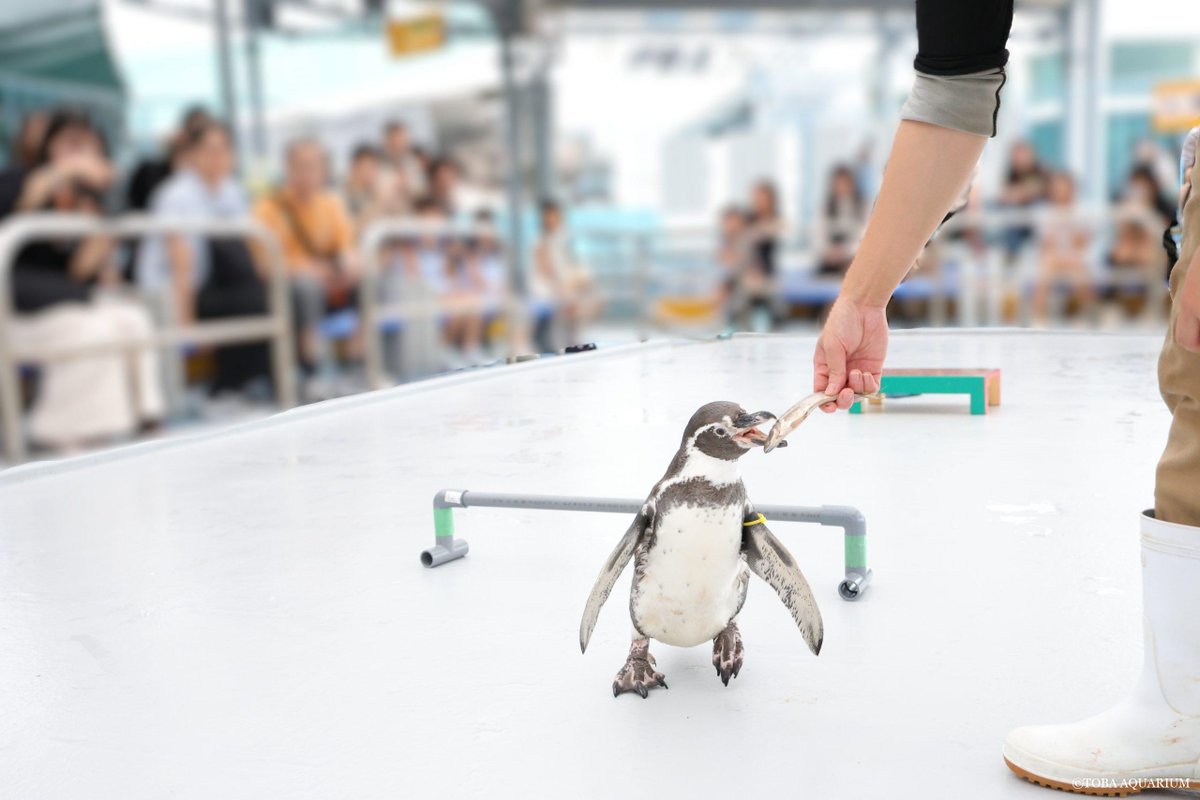 TOBA_AQUARIUM's tweet photo. アマリのハードルジャンプ: 今日はフンボルトペンギン「アマリ」のトレーニングの様子をお届け！ 〖過去の飼育日記はコチラ⇒①、②、③〗   吊るしたアジを食べるのに加え、最近はハードルジャンプに取り組んでいます。 フンボルトペンギンは岩場な https://t.co/uPacwcd2mr https://t.co/xRl4MhunJr