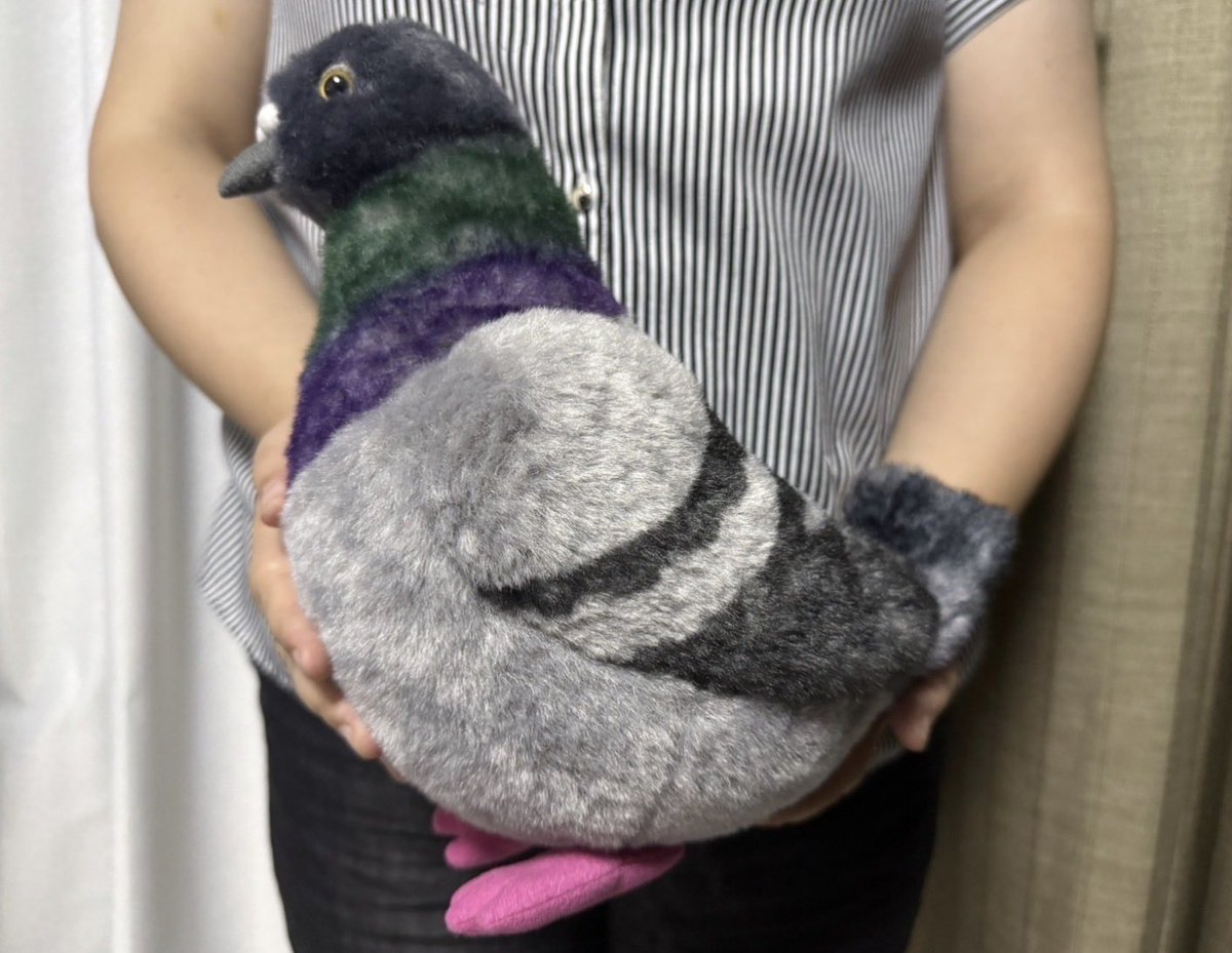 Dousin_kawaii's tweet photo. 皆様おはようございます🙇‍♀️

ハト、、、まだかよ🥺‼️というお問い合わせが大変多く🙇‍♀️
それだけご期待頂いているというプレッシャーでポッポポッポしております🐦(⁉︎)

進捗報告致します🙇‍♀️

①入荷日
→10月25日に船便で出発することが決まりました🚢🐦

②予約ページいつ？
→10月に入りましたら弊社ネットショップで【ギンバト】の受注を開始させて頂きます🙇‍♀️お顔選び承ります🐦
【グレーハト】はお客先のみでの販売となります🙇‍♀️今、どうしたら運賃等を抑えて発送ができるのか？という部分で販売方法を模索されています🙇‍♀️開始しましたらお知らせいたします‼️

③ギンバトの大きい子はいるの？
→おります‼️添付写真と大きさは同じです🙇‍♀️(クチバシにコブはないです)

④硬いの？柔らかいの？
→ふわふわな触り心地ですが、中綿をしっかり詰めてくれております🥺柔らかさの中にも筋肉質？な感じがあり、命を感じる気がすると個人的には感じる触り心地です🙇‍♀️

⑤おすすめの抱き方
→写真3のように腕で包みますと、とてもフィットする感じがあります💪🐦また、鳩が顔を見上げて来るので👀開いている方の手で鳩胸をポンポンしていますと、赤子の寝かしつけの様な一体感があります🧑‍🍼そして、段々と体温が🐦に移り暖かくなるので、本当に命を感じる体験ができます🙇‍♀️

冬にゆったりした椅子に座りポンポンしていたら寝落ちします💤

そんな感じです🥺