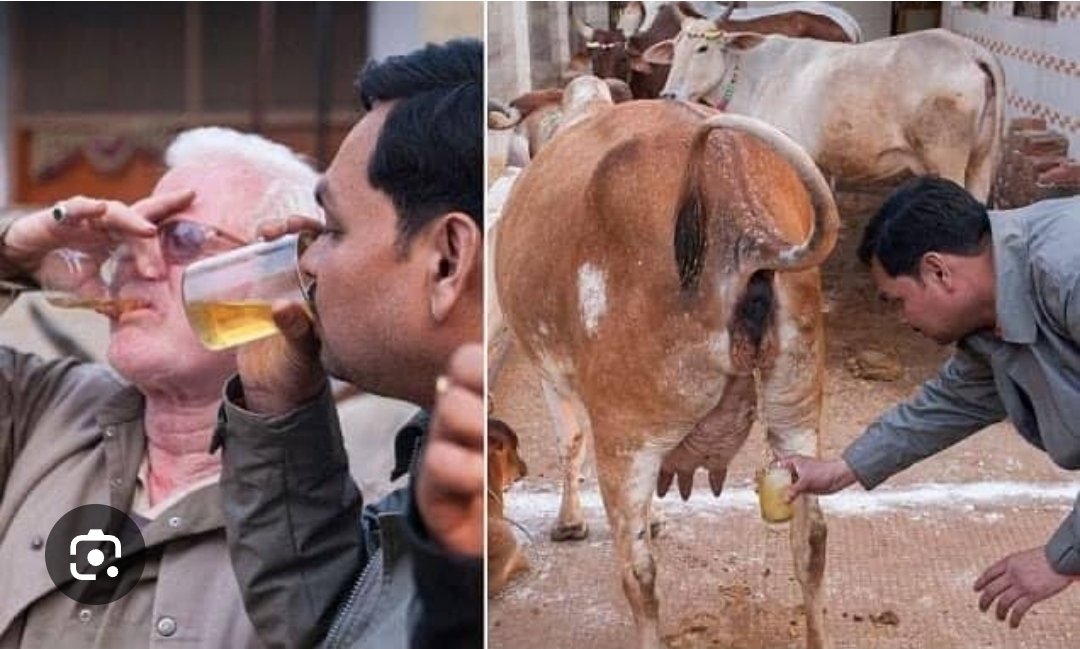 DotMiley's tweet photo. @ComicLimit @Mahagurupajeet1 @cosmorxn The commenter is lying.. This normalised culture of north Indian Hindus. Their highest caste Brahmins drink cow urine regularly, purifies Homes with cow dung, export cow urine to other countries.. They're just scapegoating lowest castes as they always do. Image shows upper castes https://t.co/l7lr3mhYlp