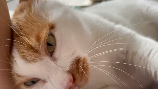 SariQuirinin's tweet photo. Just caught myself grinning like an idiot at a random cat video on my phone—simple little joys hit so different today ， https://t.co/rJv7Lnfhdo
