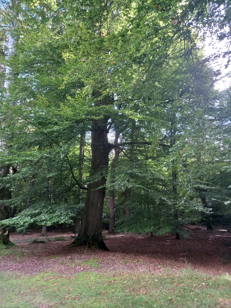 northfieldtree's tweet photo. https://t.co/sDYwk9E5oy
