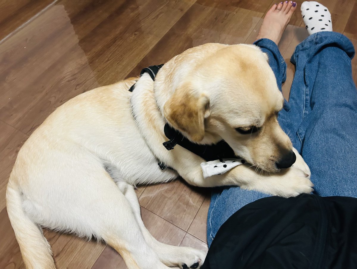 boomeru33's tweet photo. 今日の職場の子🐕
靴下履いてたら必ず取っちゃう🧦
かわいいから穴空いても許しちゃうよ💚 https://t.co/7Erf6JbyyL