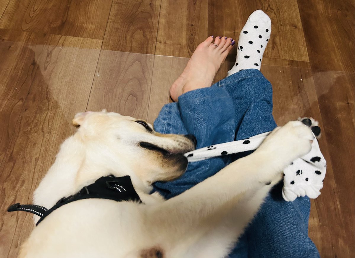 boomeru33's tweet photo. 今日の職場の子🐕
靴下履いてたら必ず取っちゃう🧦
かわいいから穴空いても許しちゃうよ💚 https://t.co/7Erf6JbyyL