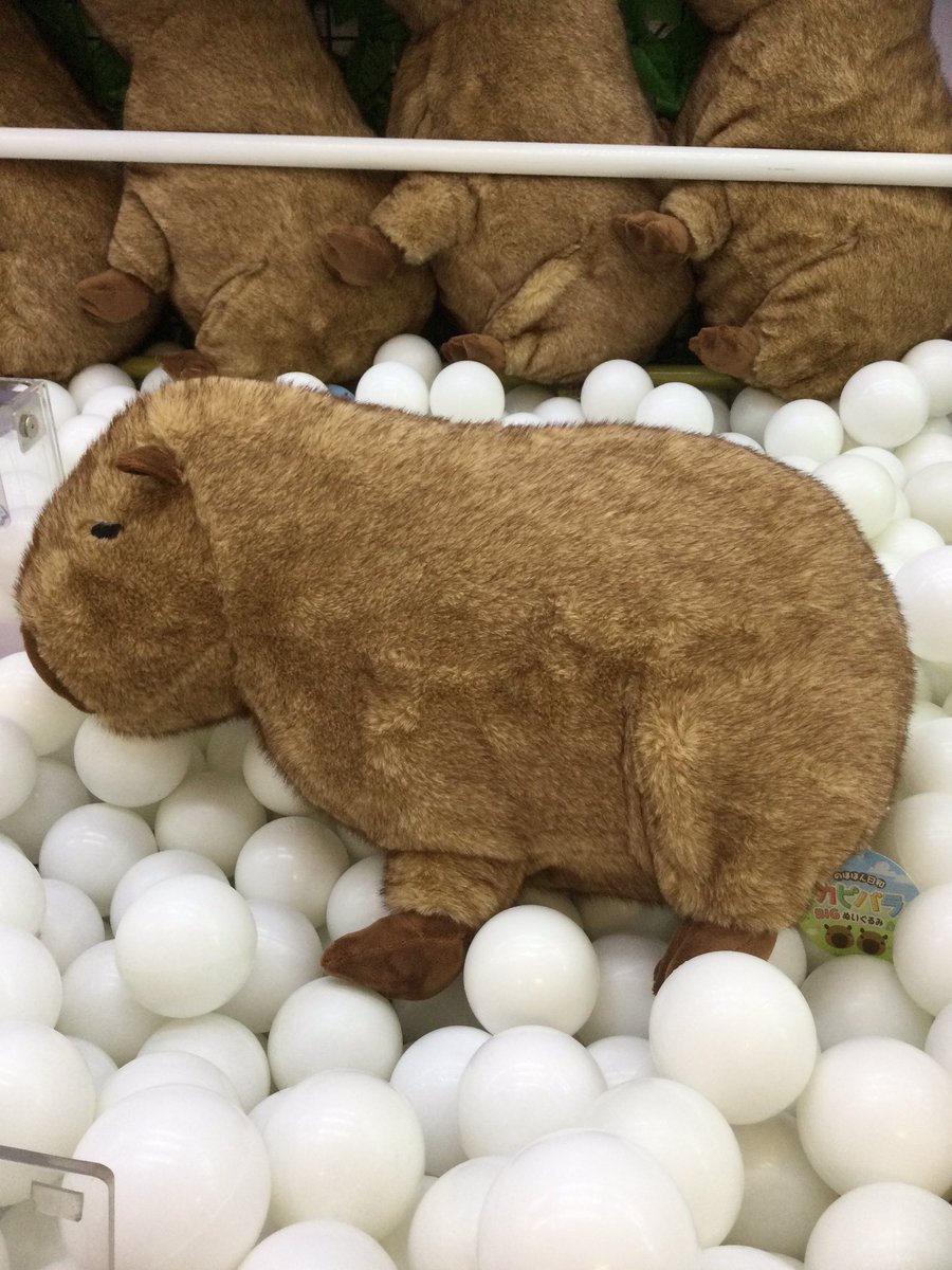 kokado_oyama's tweet photo. こんにちは〜🐥
のほほん日和カピバラbigぬいぐるみ、クレヨンしんちゃんクッション入荷されました🌟
のほほんとしていてとっても可愛らしいですね☀️
ぜひご来店ください〜
#ゲームセンター
#プライズ https://t.co/pCSDwlmydo