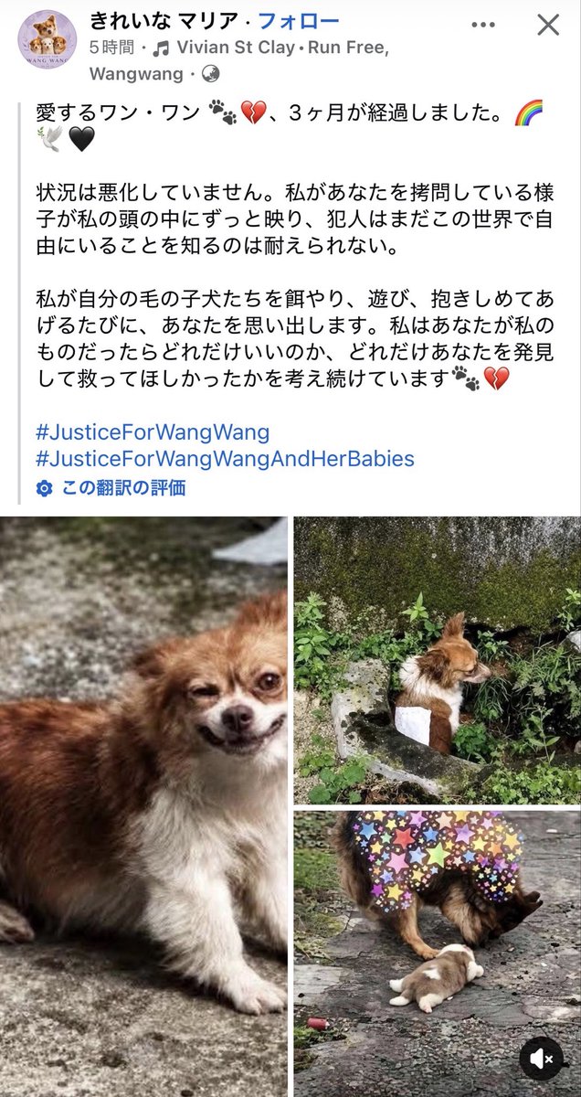 Tu1L7q4EeF79rqO's tweet photo. ＃中国に動物愛護法の制定を
＃旺旺を忘れない
＃拡散
きっと同じ気持ちの人は多いはず。
画像お借りします。🙇‍♀️ https://t.co/M4Zveiv76O