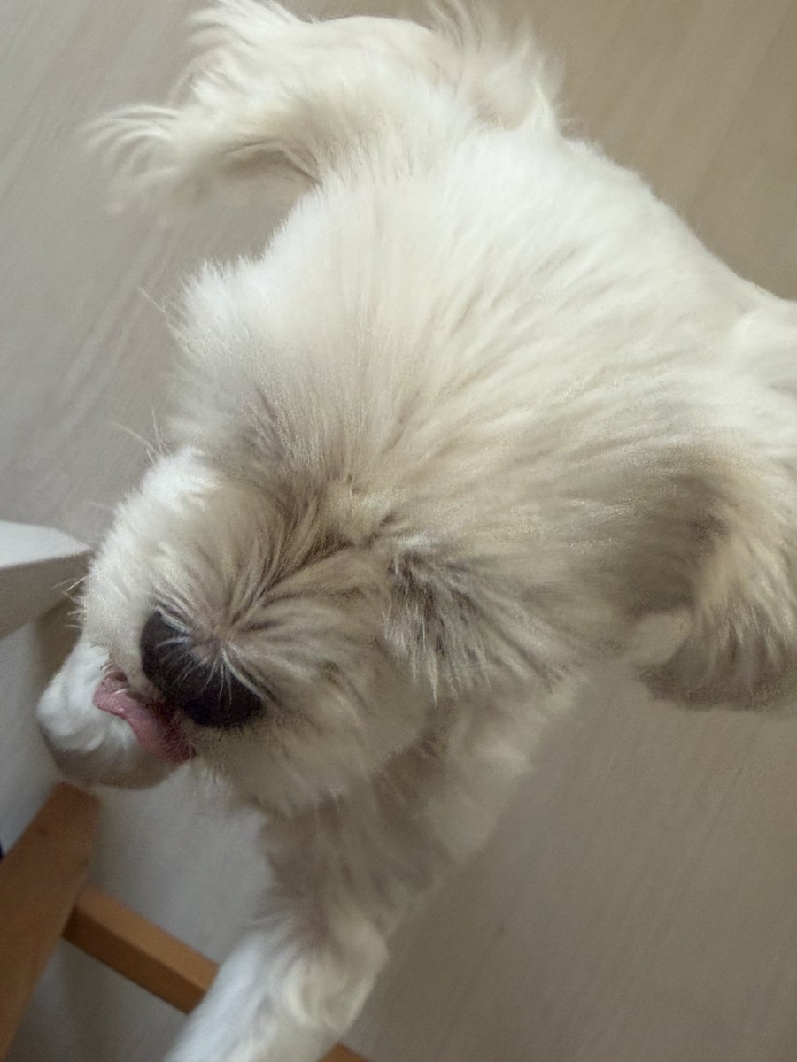 SACE_NOR's tweet photo. 내 개 보고싶 https://t.co/MqNeHr64nY
