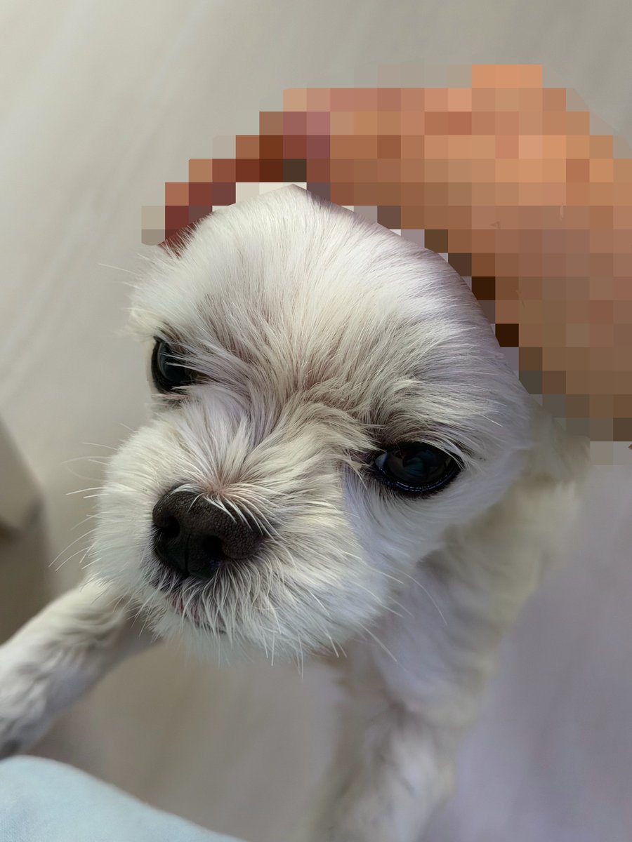 SACE_NOR's tweet photo. 내 개 보고싶 https://t.co/MqNeHr64nY