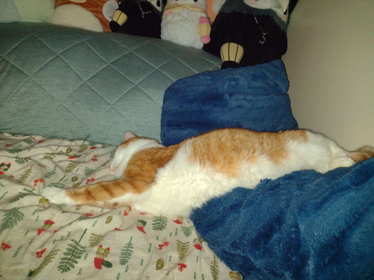 RoguexSixx's tweet photo. @NoraPotwora This is cheetoh. He's very silly https://t.co/m8WErQTppC