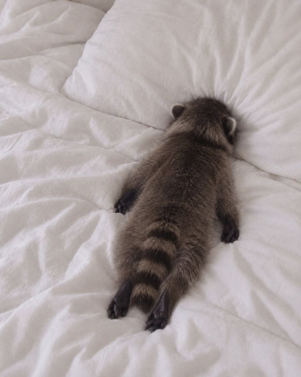 raccoonAuras's tweet photo. mood https://t.co/4Dqie2cR0V