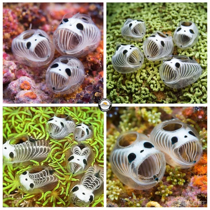 Rainmaker1973's tweet photo. The Skeleton Panda Sea Squirt (Clavelina Ossipandae) is a translucent reef-dwelling creature whose rib-like structures and panda-like markings give it a spooky, animated look. Found in Southeast Asia, it harmlessly filters seawater and helps keep coral ecosystems healthy. https://t.co/R5GQeKnyOq