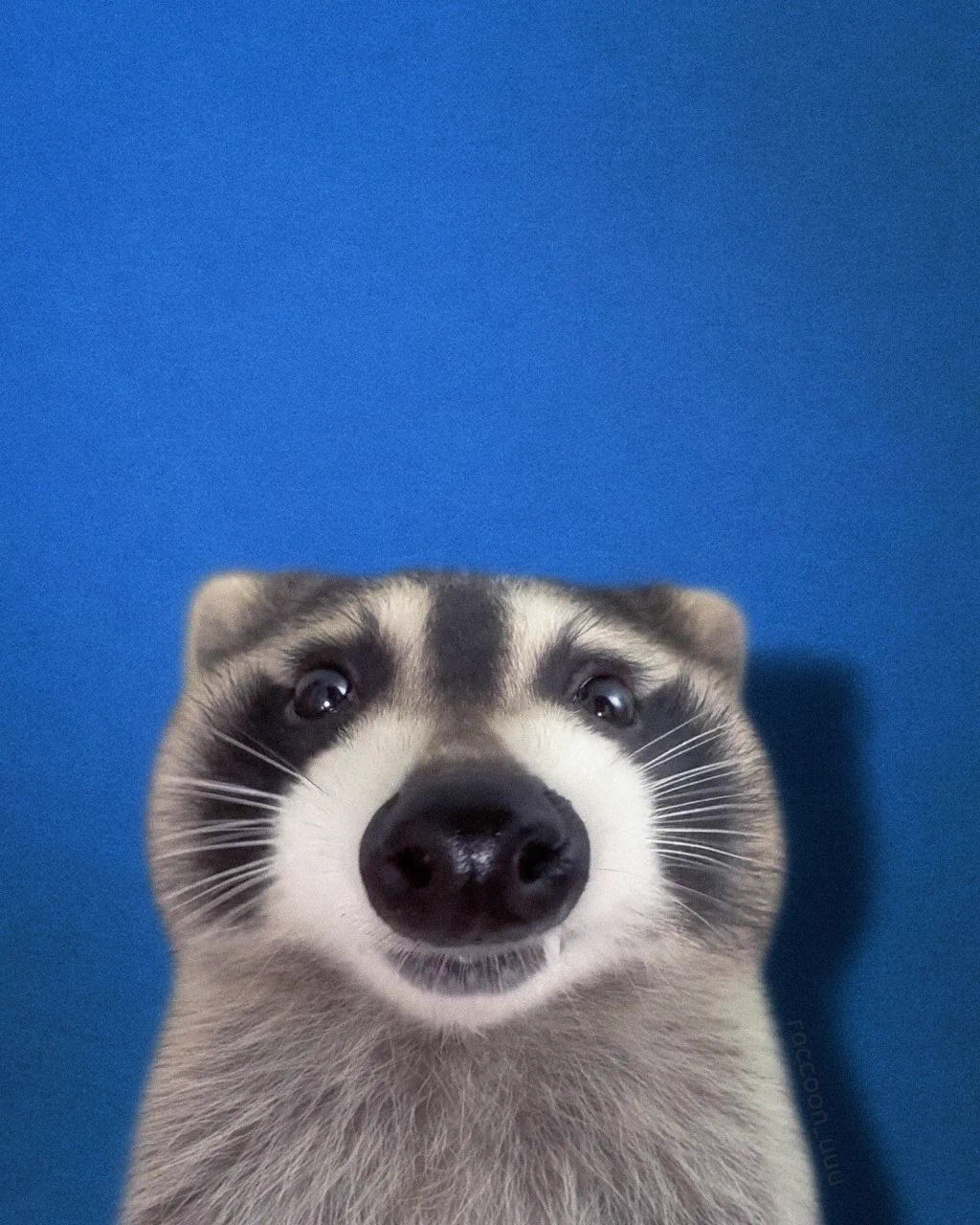 raccoonページ raccoon with confusing auras on X / X