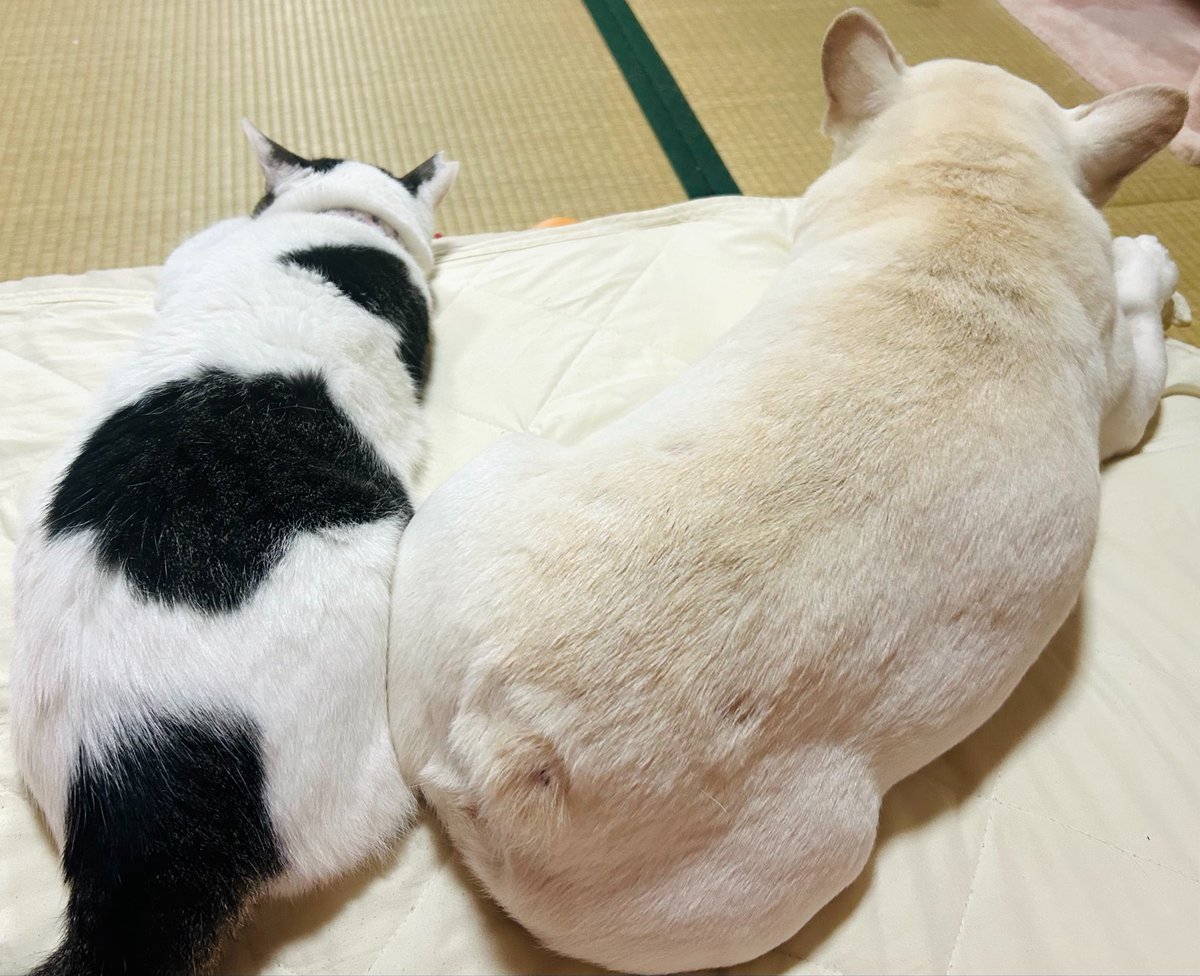 boomeru33's tweet photo. 夜勤から家に帰ったら
癒しのかわいいおしりたち🐶🐱
今の家に引っ越してからのほうが仲良し度加速してる✨ https://t.co/f1gWuHRTHq