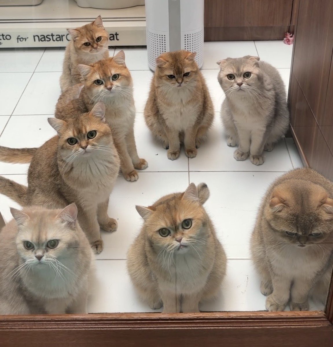 nastarcheesecat's tweet photo. RANDOM BANGET dikira breeder sangking banyaknya ni kucing oyen 😭 https://t.co/OGvIgo16G4