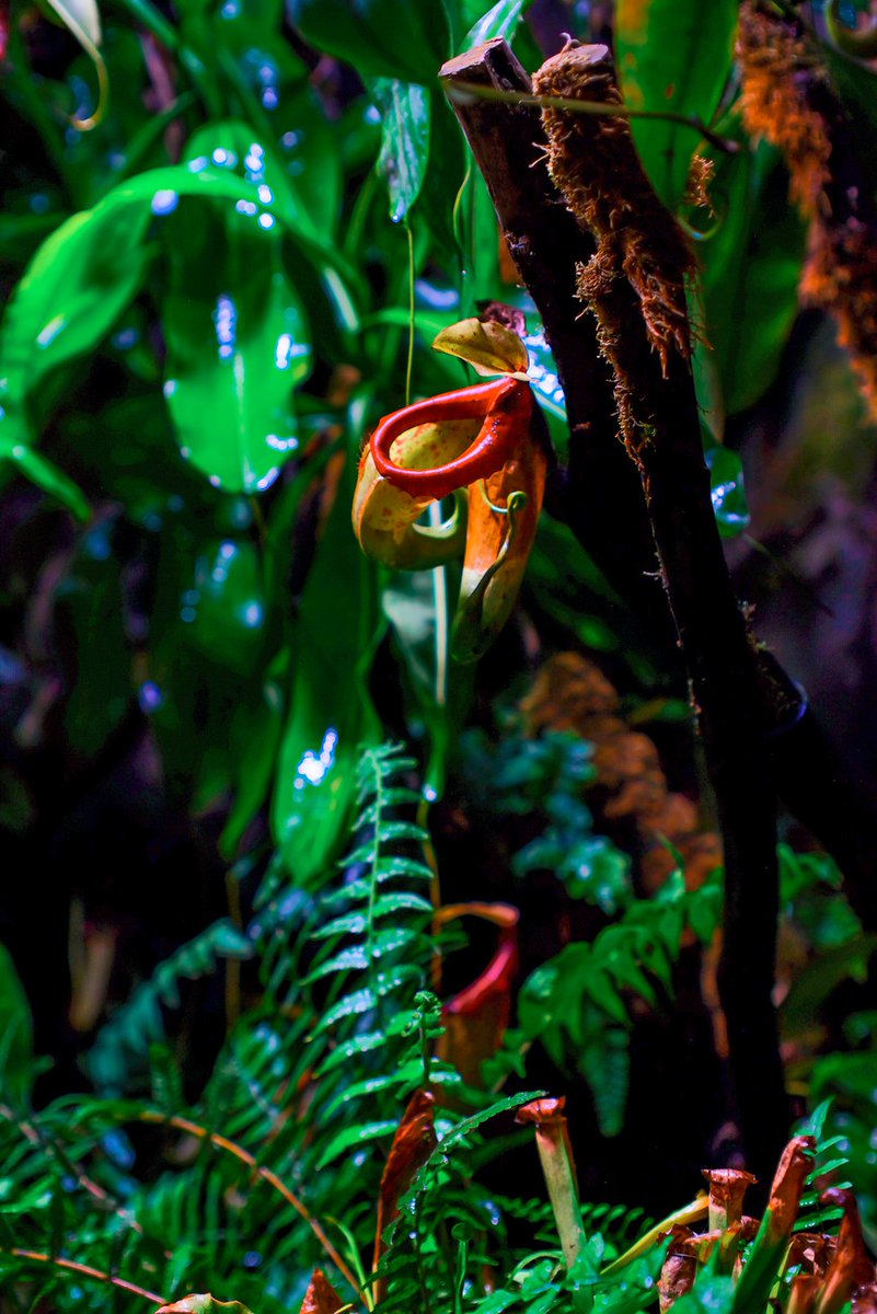 JumiCrypto's tweet photo. Nghịch lý chiếc bồn cầu sinh học của cây nắp ấm Nepenthes lowii
Nepenthes lowii biến chiếc bẫy săn mồi chết chóc thành một chiếc bồn cầu sinh học hào phóng bậc nhất rừng già Borneo.

Thay vì giăng bẫy tiêu hóa côn trùng như phần lớn họ hàng ăn thịt, loài thực vật kỳ lạ này chọn cách phục vụ bữa ăn thịnh soạn cho loài chuột chù núi.

Mặt dưới nắp bình tiết ra lớp dịch trắng ngọt lịm, tỏa hương thơm ngát. Cấu trúc bình được tiến hóa với tỷ lệ hoàn hảo: khi chuột chù trèo lên liếm mật, vị trí ngồi của chúng vừa khít miệng bình, biến toàn bộ lượng phân thải ra thành nguồn dinh dưỡng rơi thẳng vào lòng cây.

Đây là một bản giao kèo sinh tồn tinh tế giữa vùng núi cao sương mù cằn cỗi. Chuột chù nhận bữa điểm tâm bổ dưỡng, còn nắp ấm thu nạp gần như toàn bộ lượng đạm và phốt pho quý giá mà đất đai nơi đây không thể cung cấp.
Thiên nhiên luôn có cách biến sự nhún nhường thành chiến lược sinh tồn khôn ngoan, nơi việc nuôi dưỡng kẻ khác lại trở thành cách nâng đỡ chính mình bền vững nhất.
