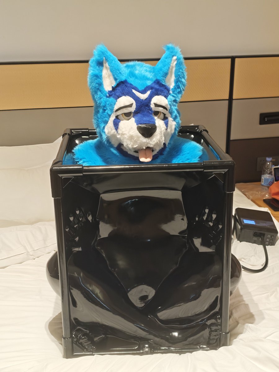 FurryKuko's tweet photo. 呜呜呜，这是什么，把我从这个50立方厘米的方块里放出去！这还没有我的行李箱大，什么叫可以放到后备箱里出门兜风！ https://t.co/q1YVjG2lMG