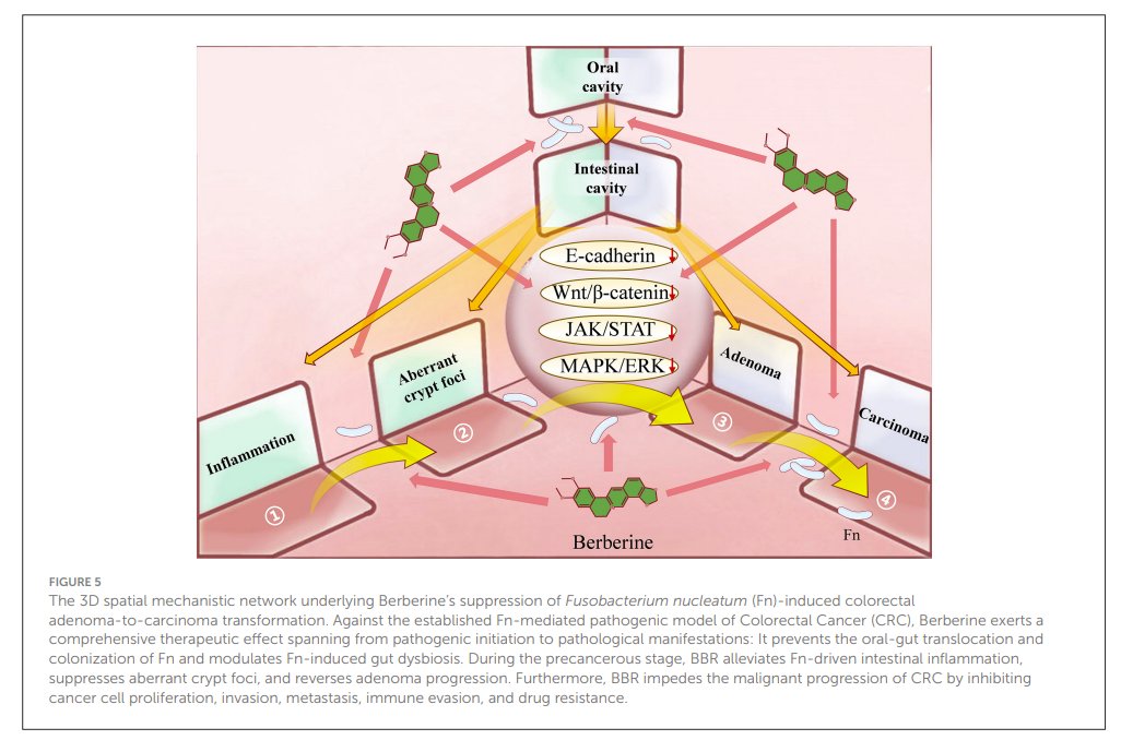exosome's tweet photo. Berberine stops progression of colon #cancer

https://t.co/tBZDvBQdTd https://t.co/JgVcOo4nXg