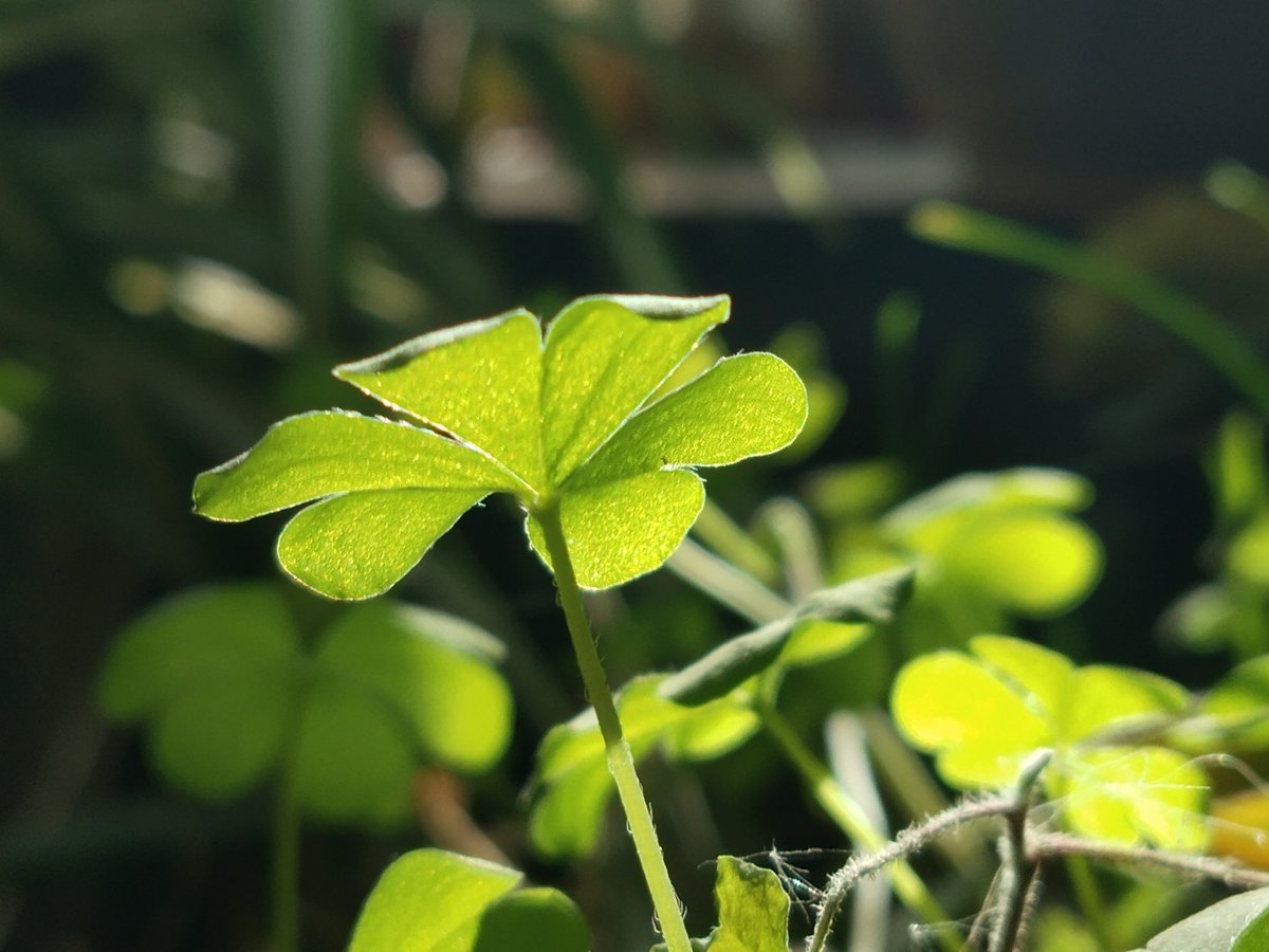 SunClatter86's tweet photo. Starting photography Always shoot in RAW and use natural light first—game changers for sharp, professional-looking shots. https://t.co/tZU9NNy2BX