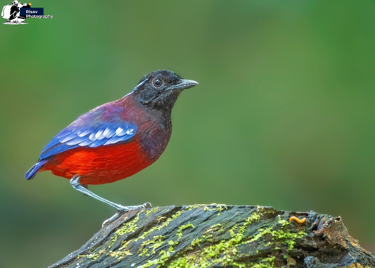 Risav_Pal's tweet photo. Bornean Banded Pitta
Borneo, Malaysia 
August 2026

#IndiAves #ThePhotoHour #TwitterNatureCommunity #BBCWildlifePOTD #birdwatching #BirdsSeenIn2021 #natgeoyourshot #natureinfocus #indian_wildlifes #NaturePhotography #PhotoOfTheDay #wildlifephotography @Avibase https://t.co/THPKzfbBZs