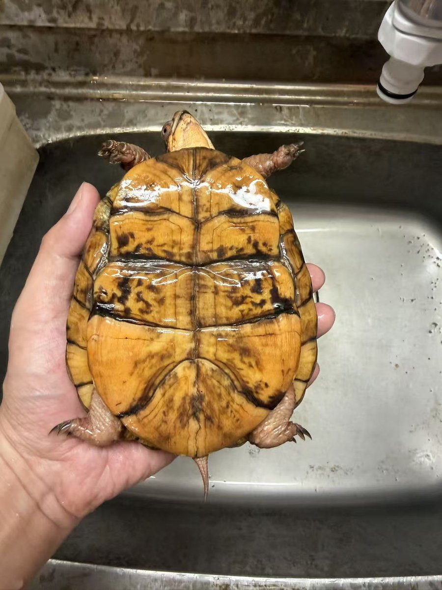 ReptileWanted's tweet photo. 飼育種調整に伴い、繁殖用の2021CB個体を手放します。

赤系のフルアダルト個体で、甲羅の発色・柄もしっかり出ています。
気になる方はDMにてお問い合わせください

#トウブハコガメ https://t.co/ZrW6EetkSn