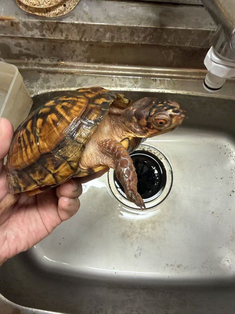 ReptileWanted's tweet photo. 飼育種調整に伴い、繁殖用の2021CB個体を手放します。

赤系のフルアダルト個体で、甲羅の発色・柄もしっかり出ています。
気になる方はDMにてお問い合わせください

#トウブハコガメ https://t.co/ZrW6EetkSn