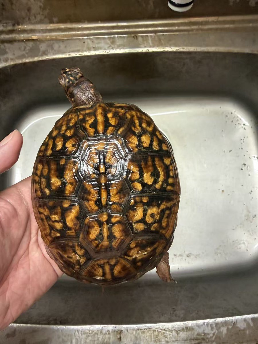 ReptileWanted's tweet photo. 飼育種調整に伴い、繁殖用の2021CB個体を手放します。

赤系のフルアダルト個体で、甲羅の発色・柄もしっかり出ています。
気になる方はDMにてお問い合わせください

#トウブハコガメ https://t.co/ZrW6EetkSn