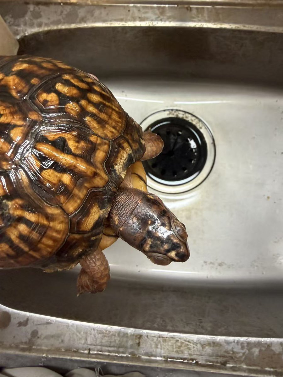 ReptileWanted's tweet photo. 飼育種調整に伴い、繁殖用の2021CB個体を手放します。

赤系のフルアダルト個体で、甲羅の発色・柄もしっかり出ています。
気になる方はDMにてお問い合わせください

#トウブハコガメ https://t.co/ZrW6EetkSn