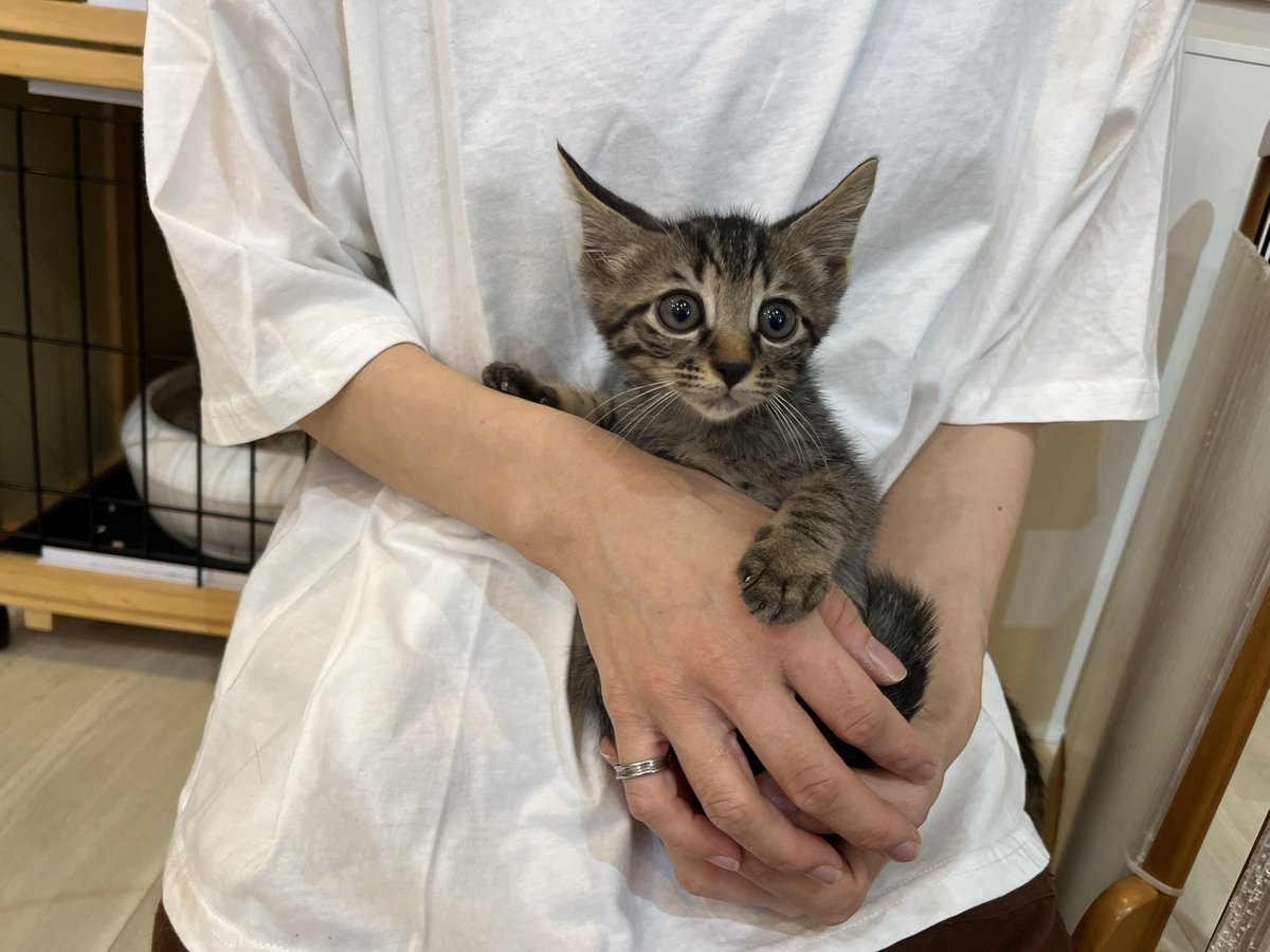 NewJourney_914's tweet photo. 【デビュー情報】

小さな体とつぶらな瞳

思わず抱きしめたくなっちゃいます

元気いっぱいなやんちゃBOY

名前は「ラジウム」

生後2ヵ月弱の男の子です

お店で待ってるよー https://t.co/NPFlhNFUBR