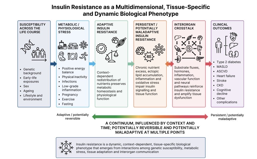 cristinatejerap's tweet photo. La resistencia a la insulina no es una entidad única. El Expert Forum de Diabetes, Diabetes Care y Diabetologia la redefine como un fenotipo dinámico, distinto según el tejido y la persona, y a veces adaptativo (ayuno, embarazo, ejercicio) 👇 @DiabetologiaJnl 

➡️ Lo que me llevo a consulta: HOMA-IR orienta, pero no mide, y el fenotipo clínico pesa más. Casi todos los fármacos mejoran la resistencia a la insulina de forma indirecta; el único sensibilizador real sigue siendo pioglitazona. Y el sueño y el ejercicio cuentan y mucho ! 

#EASD2026 

https://t.co/dprn6gMrhM