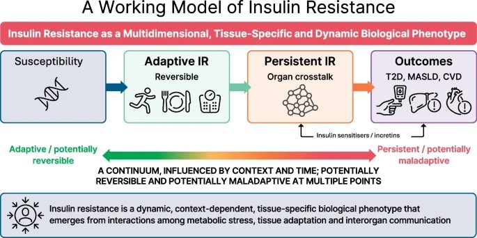 cristinatejerap's tweet photo. La resistencia a la insulina no es una entidad única. El Expert Forum de Diabetes, Diabetes Care y Diabetologia la redefine como un fenotipo dinámico, distinto según el tejido y la persona, y a veces adaptativo (ayuno, embarazo, ejercicio) 👇 @DiabetologiaJnl 

➡️ Lo que me llevo a consulta: HOMA-IR orienta, pero no mide, y el fenotipo clínico pesa más. Casi todos los fármacos mejoran la resistencia a la insulina de forma indirecta; el único sensibilizador real sigue siendo pioglitazona. Y el sueño y el ejercicio cuentan y mucho ! 

#EASD2026 

https://t.co/dprn6gMrhM