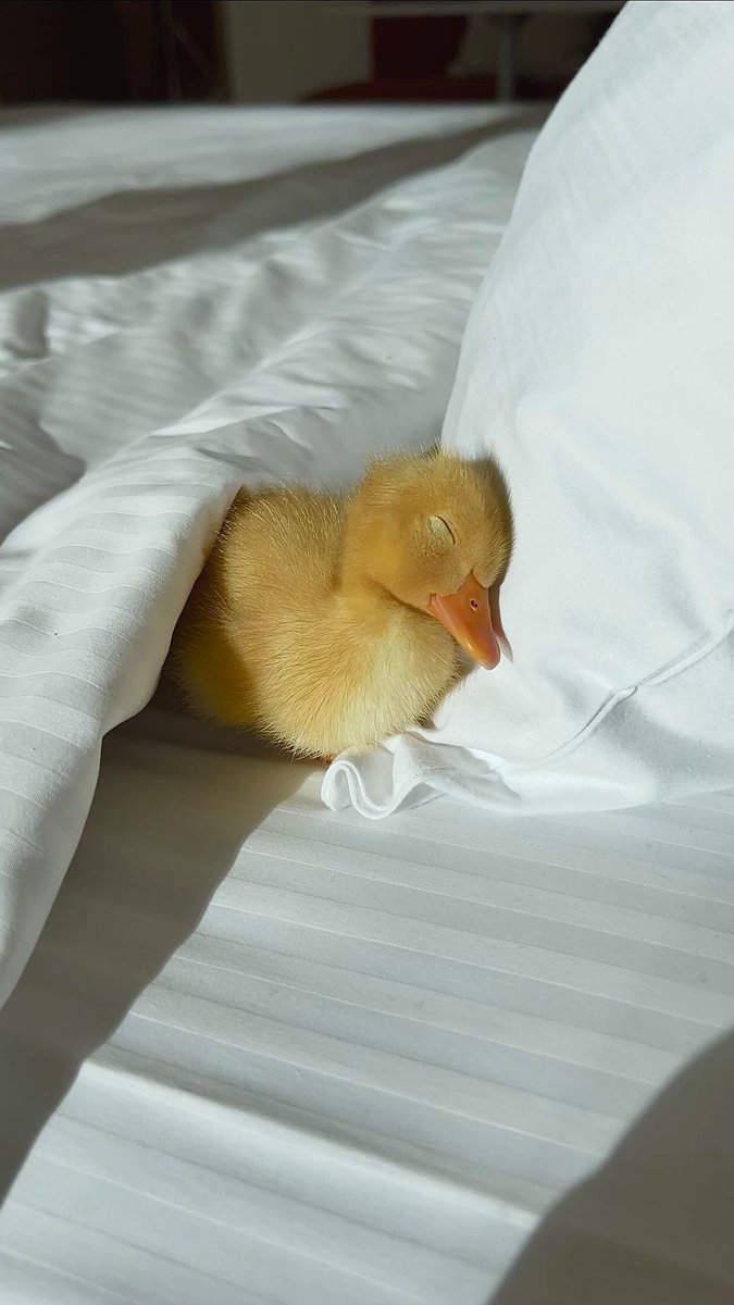 duckys_circus's tweet photo. Good night, my wonderful new duck family! I’ll be hopping into different streams tomorrow to chat and watch lol
 I hope you all have a wonderful night 🌙💤🦆 https://t.co/9gXAAB6KZw