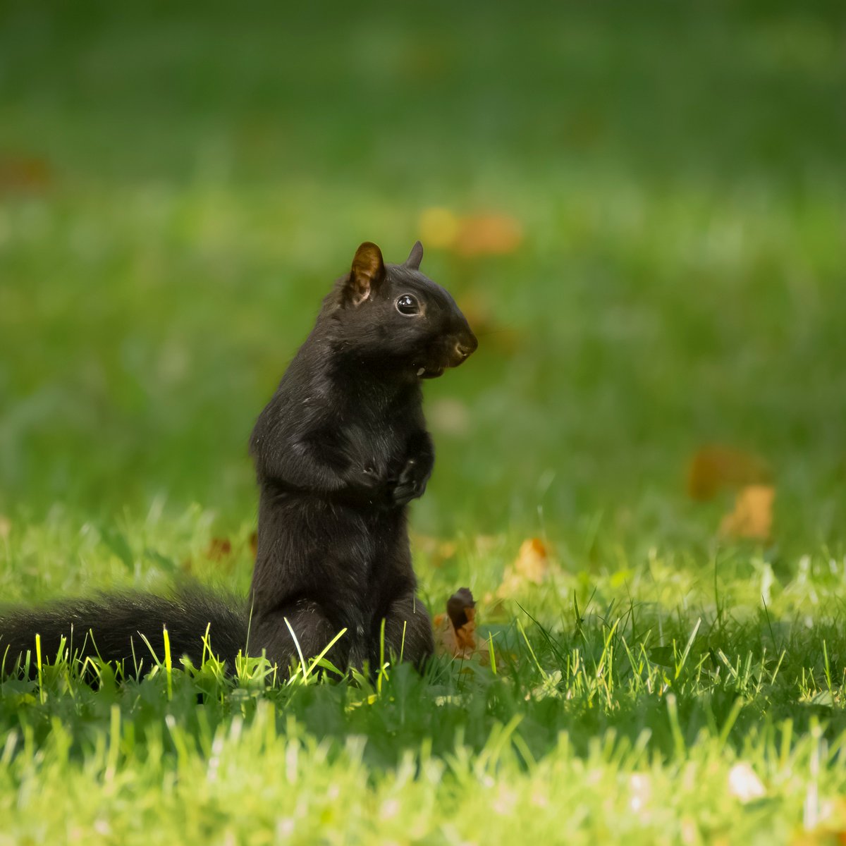 JeniferMisz6's tweet photo. Caught in the spotlight! Look at this little guy striking a pose—a rare, beautiful black squirrel standing tall and curious in the morning light. The details and bokeh are perfect. https://t.co/EZFDZEzyLc