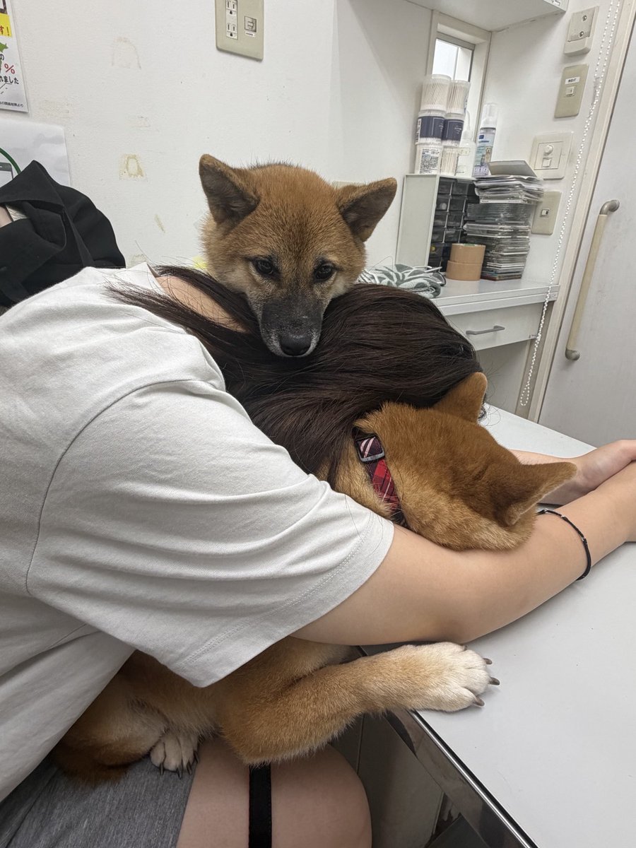 ppi_332200's tweet photo. 妹が動物病院の待ち時間の長さに眠気が負けて、うみを土台に爆寝してたらくまが頭乗せてサンドイッチになってた😂ほまにかわいい https://t.co/fRDgrwvTzM