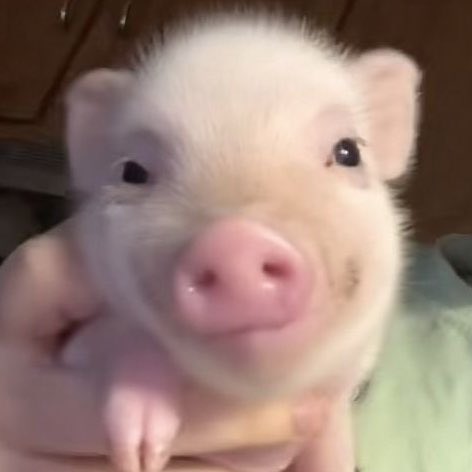 twneayyishere's tweet photo. สิ่งทิแง้ดเหน 🐽 https://t.co/qYEe7S2WTj