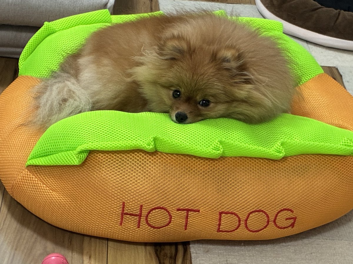 mocha80746's tweet photo. 可愛いホットドッグ🌭 https://t.co/iwznhQTO3U