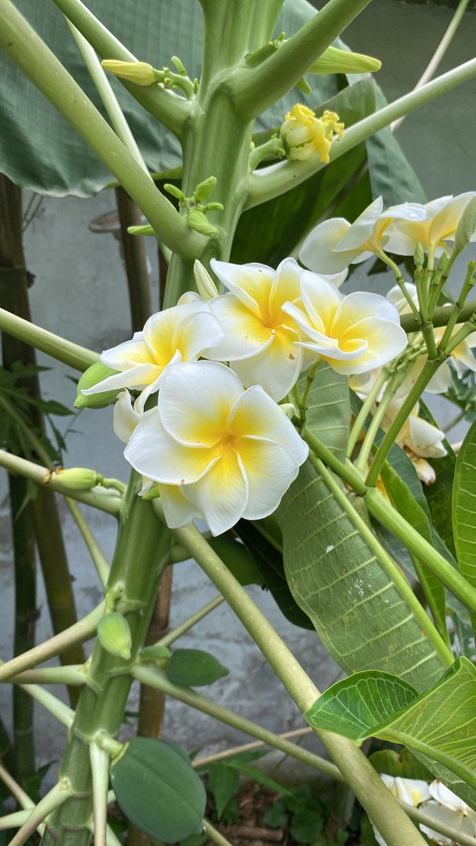 casacelis's tweet photo. Las hermosas flores de mayo en septiembre 🌸. #Flores #FlowerPower #FlorDeMayo #EnCasa #HogarDulceHogar https://t.co/JZOXoU0Abg