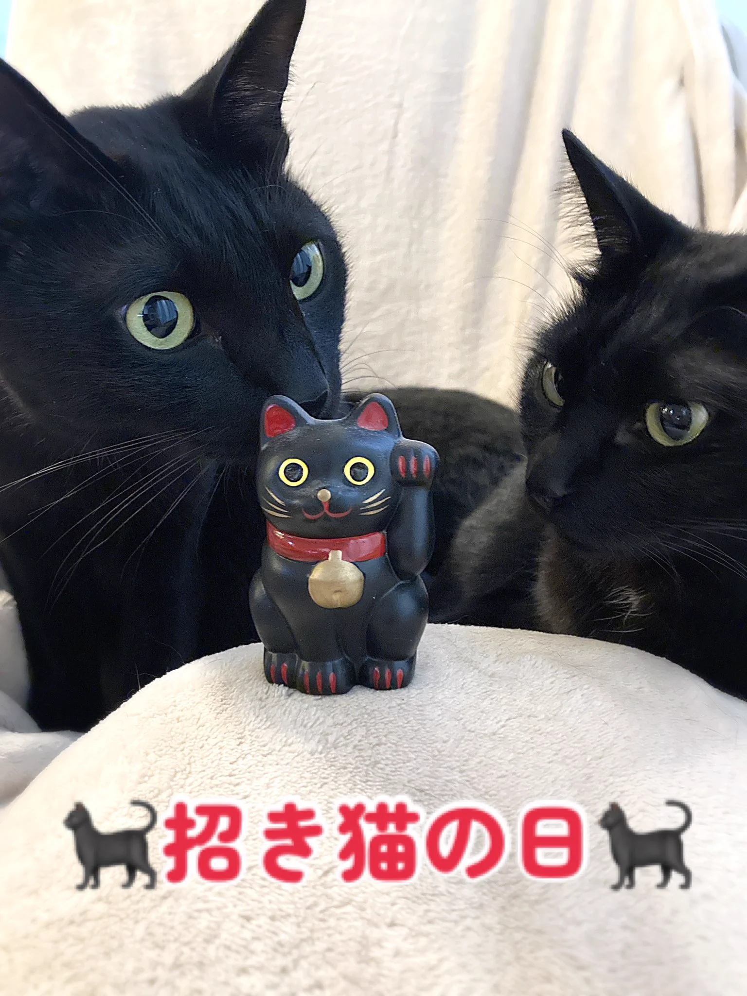 なっちゅ【黒猫家族】🐈‍⬛🪼 on X: 