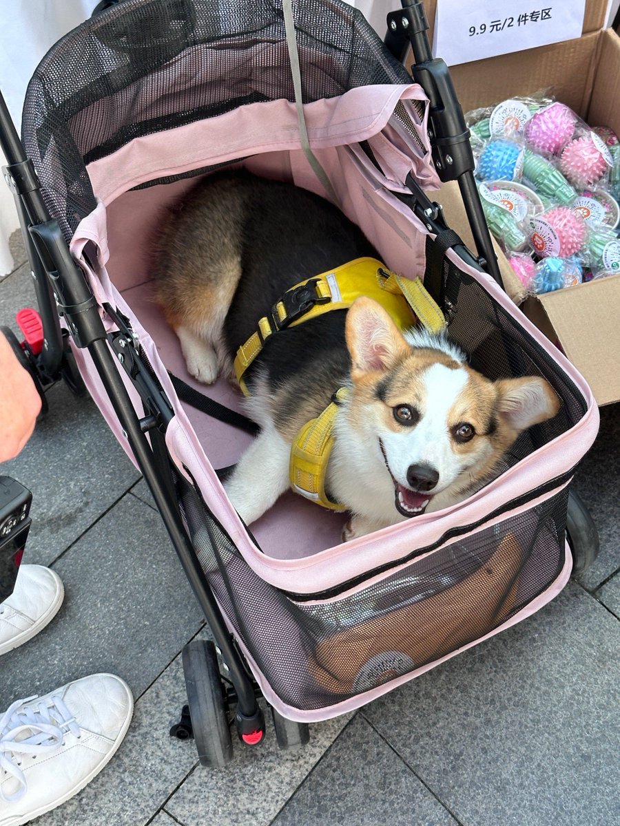 baolan345670's tweet photo. My little pup just hit 6 months old  He went from wobbly newborn zoomies to mastering sit, shake, and even stealing my socks (oops) — every messy, silly growth step is my favorite. https://t.co/wjvxYowdzO