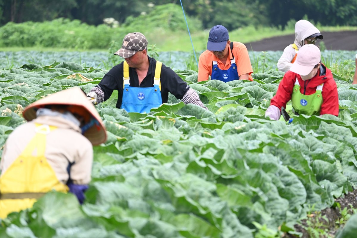 ringerhut_jp's tweet photo. 🥬ご存じですか？

リンガーハットで使用している野菜は、すべて国産🍜✨

契約農家の皆さんとタッグを組み、品質にこだわっています。
安心してお召し上がりいただける素材を選んで提供しています😌

「おいしい」だけじゃない。
皆さまが安心して食べられる商品を🧑‍🍳
それが、リンガーハットのこだわりです！