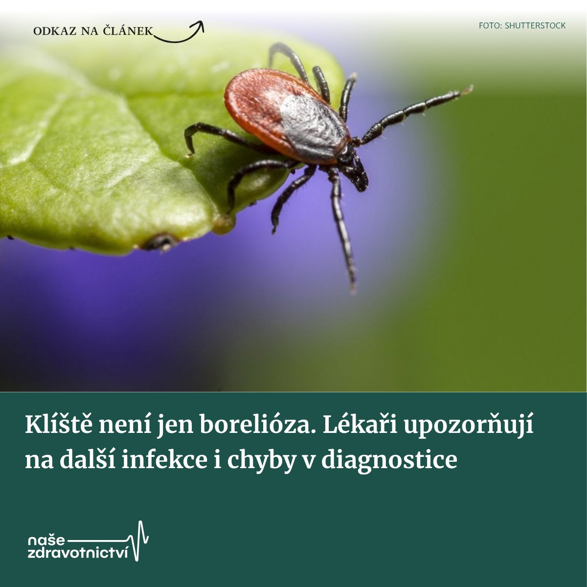 Nasezdrav's tweet photo. 🕷️ Klíště neznamená automaticky boreliózu. Jaké další infekce může přenášet? Proč může být jejich diagnostika obtížná? A jaké chyby mohou vést k nesprávné diagnóze nebo léčbě?

https://t.co/ZLnYjZQcaq https://t.co/jwCUIkULmF