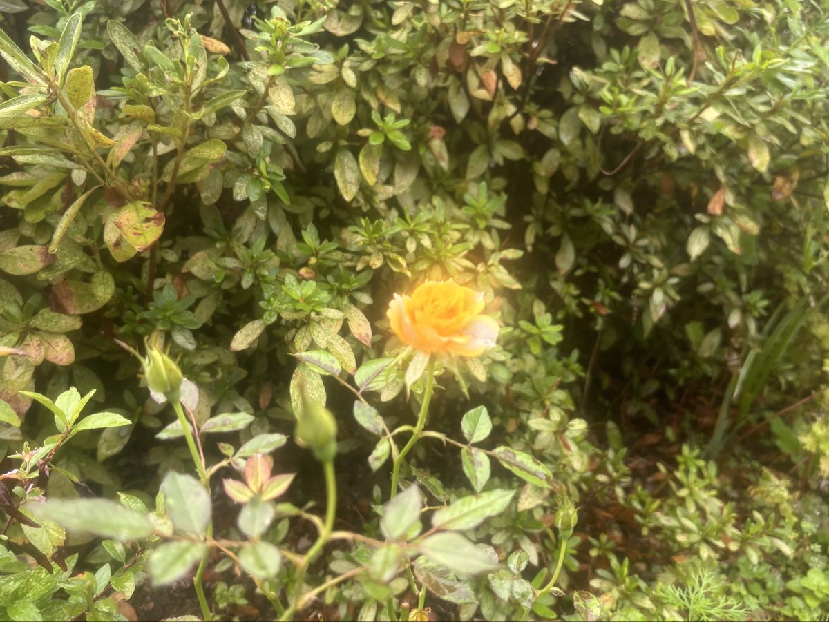 tsu__pu's tweet photo. 雨の中で撮った黄色い薔薇、
発光しているみたいでとても綺麗 https://t.co/j6bUtASWUr