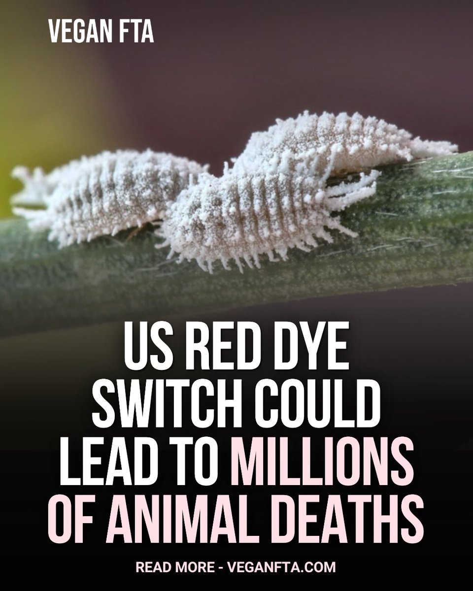 teamveganfta's tweet photo. US food companies reformulating their red products to comply with a FDA push to remove petroleum-based synthetic dyes could turn to carmine, a red pigment made from the crushed bodies of millions of female cochineal insects. 🪳

Read the full article ⬇️
https://t.co/NPAv15n7rU

#carmine #insects #vegannews