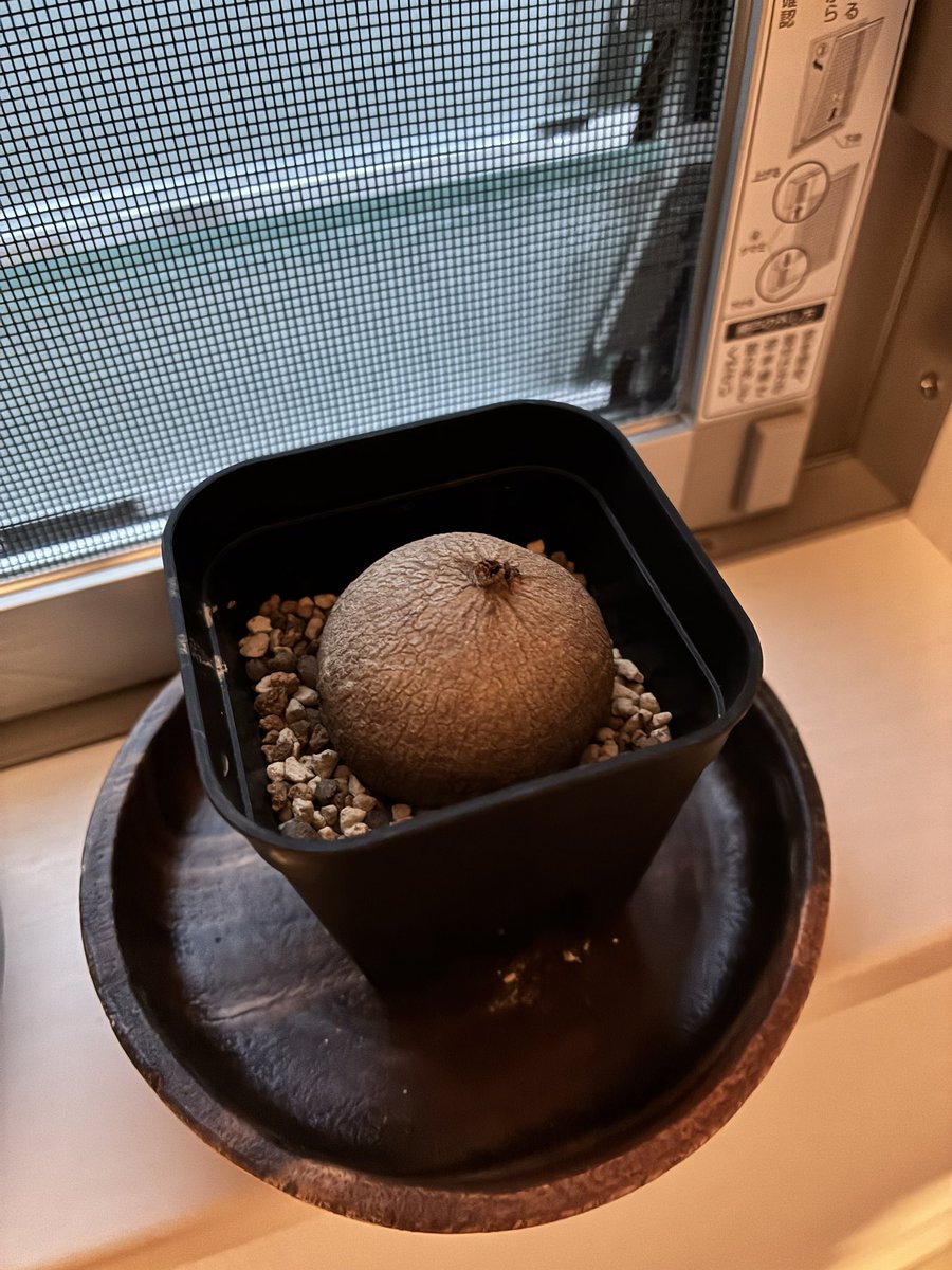 nockori's tweet photo. 新しいの来た。
#ステファニア かな？ https://t.co/8Y0nKEcUox