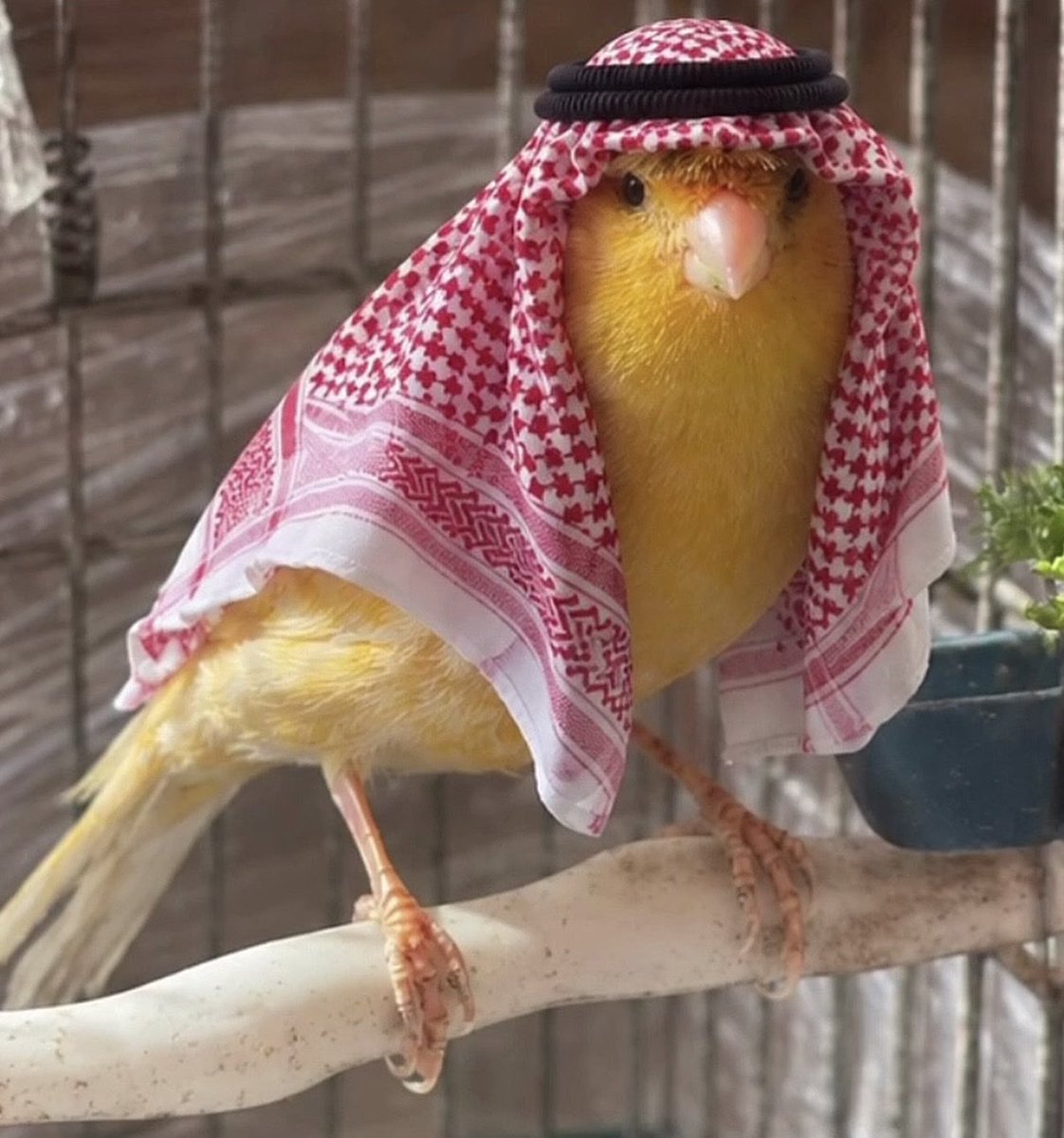 Userbusyjo's tweet photo. صباح الخير من طير شلوى شخصياً https://t.co/sK24EHVzg3