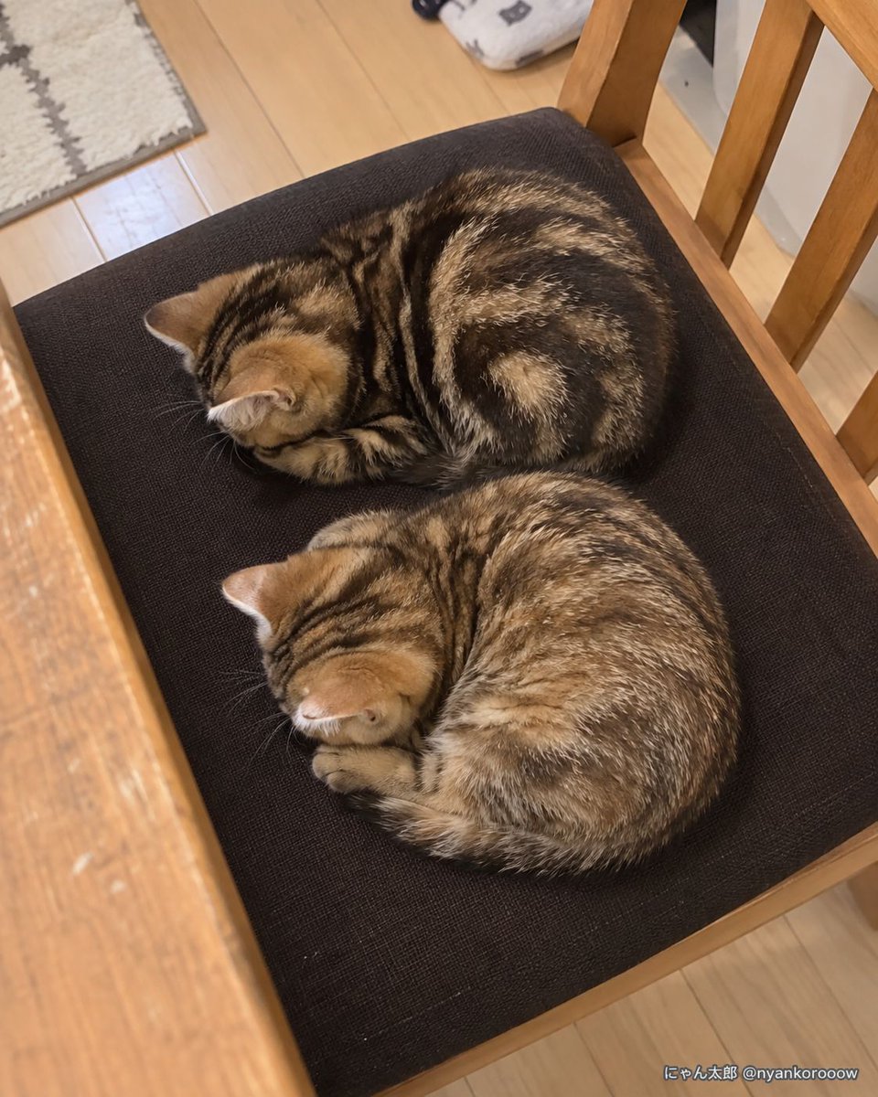 nyankorooow's tweet photo. 焼いてない。
寝てたら勝手にデニッシュになった。 https://t.co/MUenfPpvnB