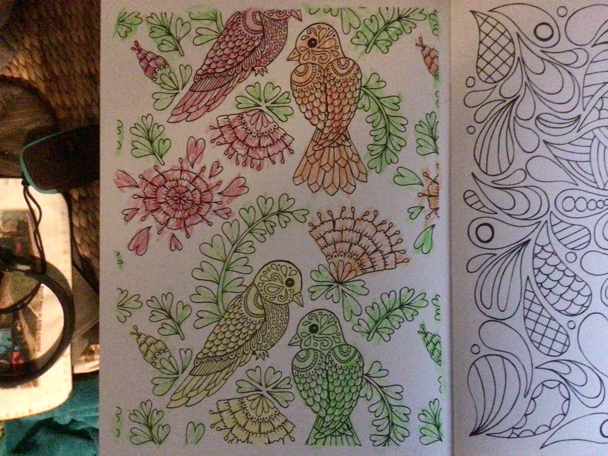 Matthew52718824's tweet photo. Birds https://t.co/Qeu9ykv4ny