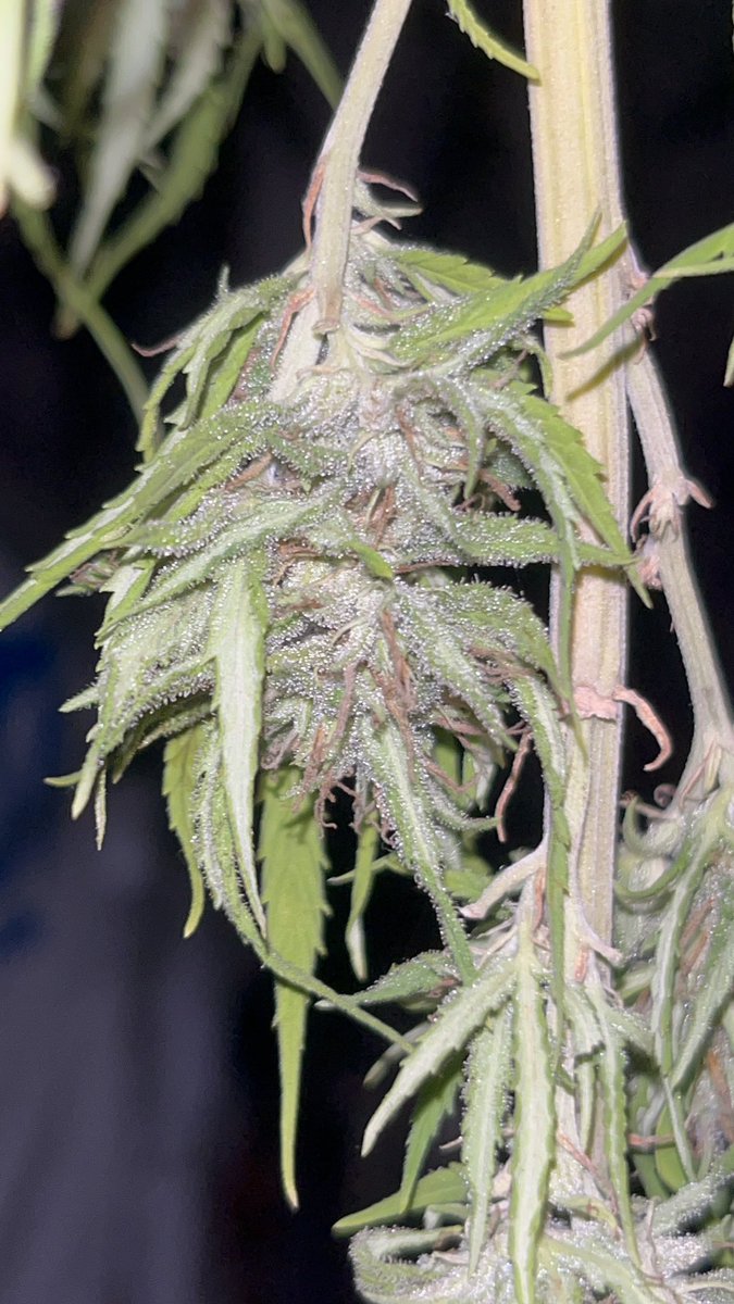 Itsphebeats's tweet photo. My 4ft Bubba Kush plant ๐ชด has maybe a day or two left to hang dry (itโs hot af where I live so it wonโt make the usual 5-7 days). Then Iโll trim the remaining dead leaves & put the buds in mason jars ๐ซ to cure for 2 weeks. Looks promising! ๐จ๐พโ๐พ๐ฎโ๐จ๐จ #itsPhe #growyourown #cannabis https://t.co/ptWcahCDpw