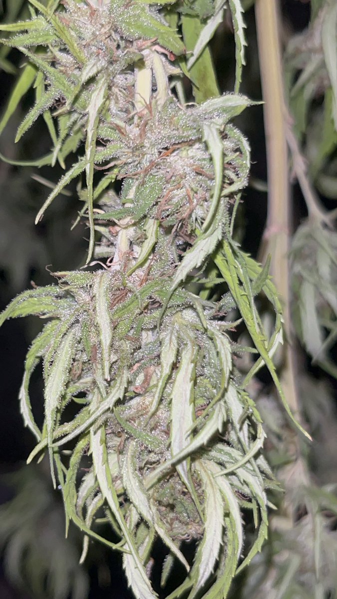 Itsphebeats's tweet photo. My 4ft Bubba Kush plant ๐ชด has maybe a day or two left to hang dry (itโs hot af where I live so it wonโt make the usual 5-7 days). Then Iโll trim the remaining dead leaves & put the buds in mason jars ๐ซ to cure for 2 weeks. Looks promising! ๐จ๐พโ๐พ๐ฎโ๐จ๐จ #itsPhe #growyourown #cannabis https://t.co/ptWcahCDpw
